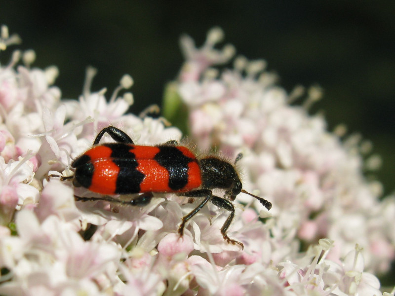 Gemeiner Bienenkäfer auf einer Blüte